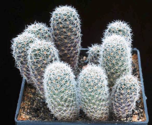 Rebutia_heliosa_theresae